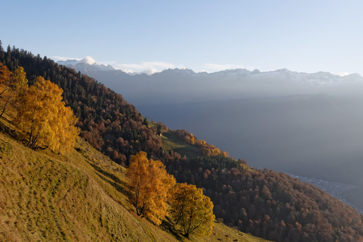 Accueil Automne